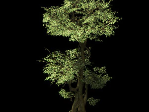 garden-garden-tree 59 3D Model