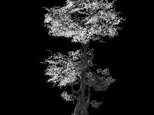 garden-garden-tree 59 3D Model