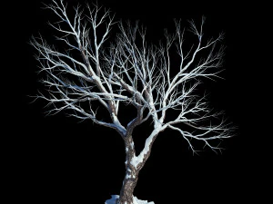 garden-garden-tree 60 3D Model