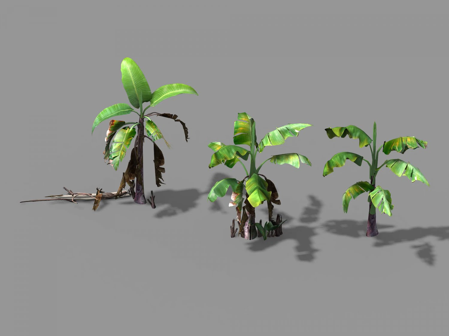 plant-plantain 021 3D Model .c4d .max .obj .3ds .fbx .stl .blend 