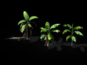 plant-plantain 021 3D Model