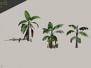 plant-plantain 021 3D Model