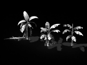 plant-plantain 021 3D Model