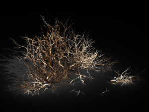 plant-camel spines scorched 21 Model 3D