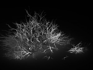 plant-camel spines scorched 21 Model 3D