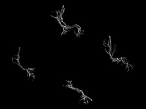 plant-green-climbing-vine 05 3D Model