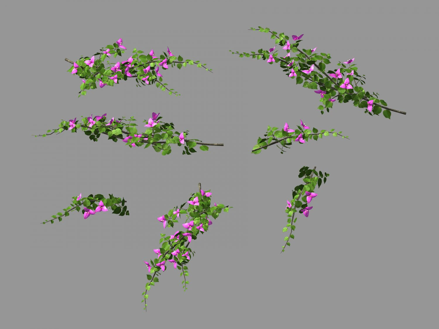 plant-bougainvillea 3D Model .c4d .max .obj .3ds .fbx .stl .blend 