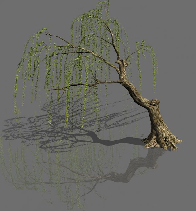 plant-forest-weeping willow 02 3D Model .c4d .max .obj .3ds .fbx .stl .blend 
