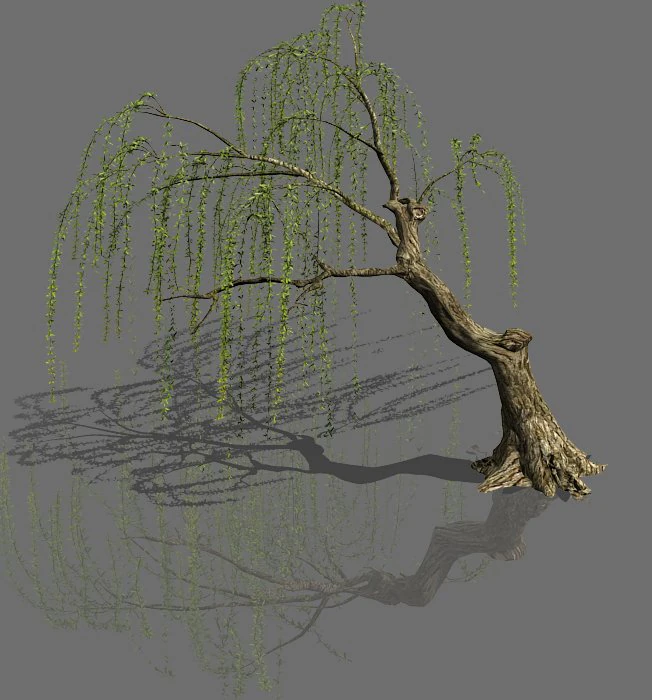 plant-forest-weeping willow 02 3D Model .c4d .max .obj .3ds .fbx .stl .blend