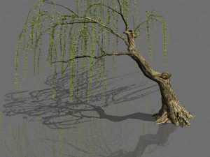 plant-forest-weeping willow 02 3D Model