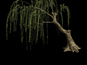 plant-forest-weeping willow 02 3D Model