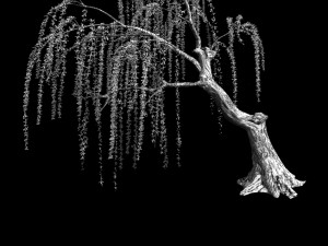 plant-forest-weeping willow 02 3D Model