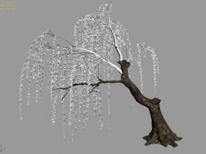plant-forest-weeping willow 02 3D Model