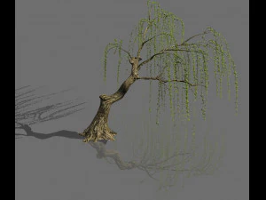 plant-forest-weeping willow 03 3D Model