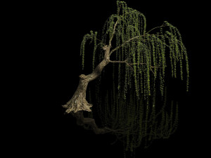 plant-forest-weeping willow 03 3D मॉडल