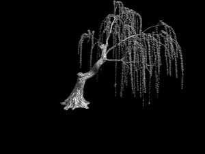 plant-forest-weeping willow 03 3D Model