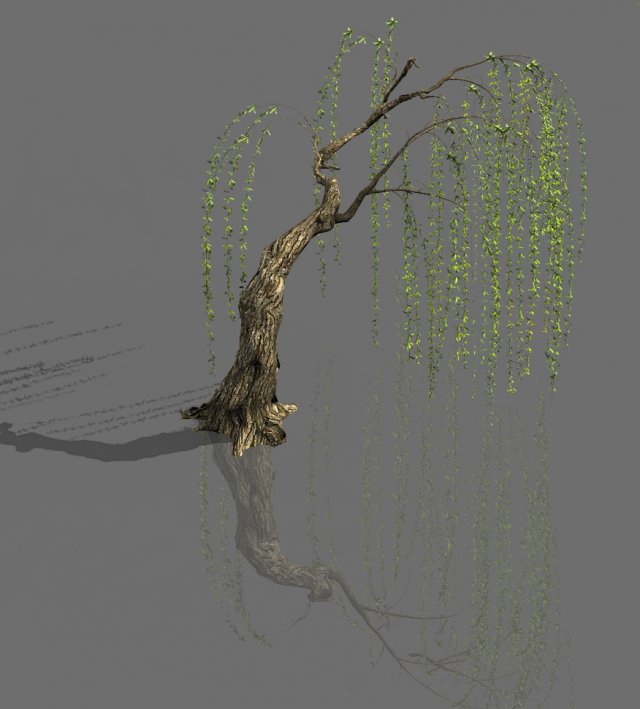 plant-forest-weeping willow 04 3D Модель .c4d .max .obj .3ds .fbx .stl .blend 