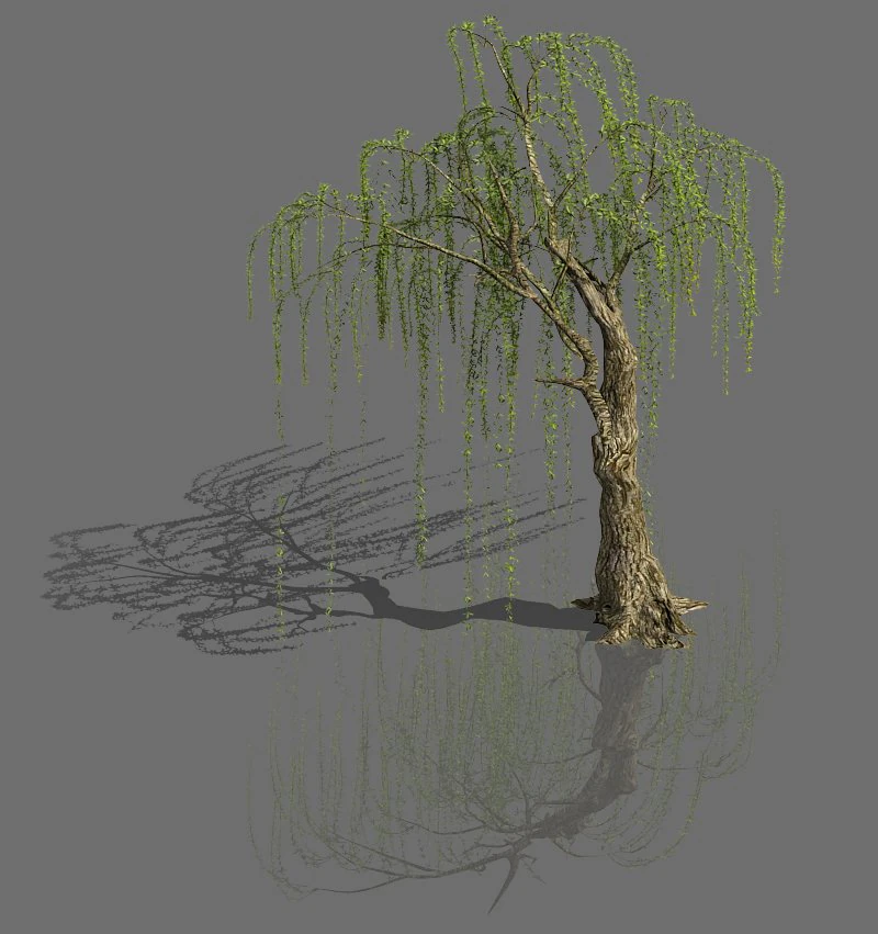 plant-forest-weeping willow 05 3D Model .c4d .max .obj .3ds .fbx .stl .blend 