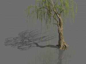 plant-forest-weeping willow 05 3D मॉडल