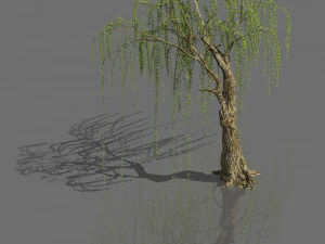 植物-森林-シダレヤナギ05 3Dモデル