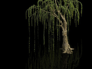 plant-forest-weeping willow 05 3D 模型