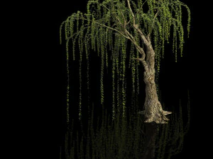 plant-forest-weeping willow 05 3D Model