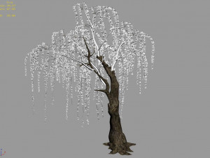 plant-forest-weeping willow 05 3D 模型
