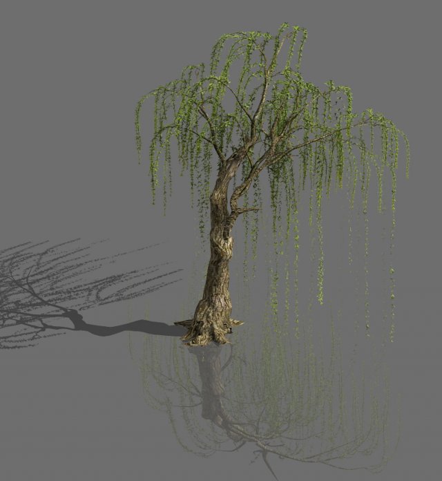 plant-forest-weeping willow 07 3D Model .c4d .max .obj .3ds .fbx .stl .blend 