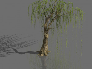 plant-forest-weeping willow 07 3D Model