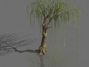 pianta-salice piangente 07 Modello 3D