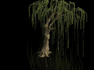 plant-forest-weeping willow 07 3D Model