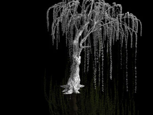 plant-forest-weeping willow 07 3D Model