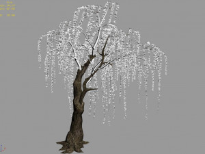 plant-forest-weeping willow 07 3D Model