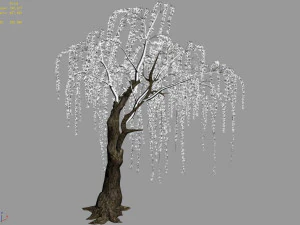 plant-forest-weeping willow 07 3D Model