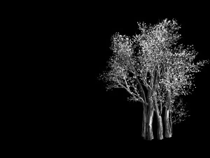 plant-forest-big tree 108 3D Model