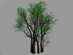 plant-forest-big tree 108 3D Model