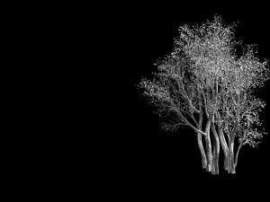 plant-forest-big tree 359 3D Model
