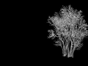 plant-forest-big tree 689 3D Модель