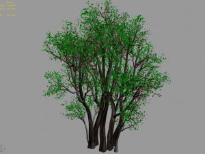 plant-forest-big tree 689 3D Модель