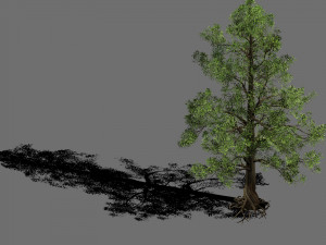 plant-yang kui 3D 模型
