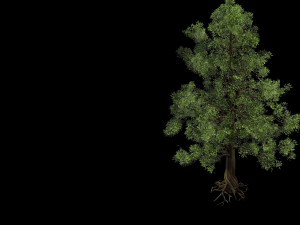 plant-yang kui Modelo 3D