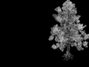 plant-yang kui Modelo 3D