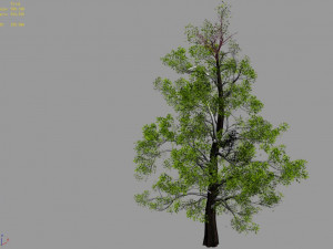 plant-yang kui Modelo 3D