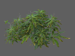 бамбуковый лесной кустарник 11 3D Модель