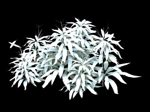 bamboo forest-shrub 11 3D Model