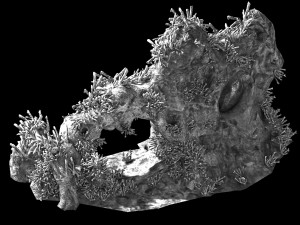 topography-sea floor-coral-mountain 3D 模型