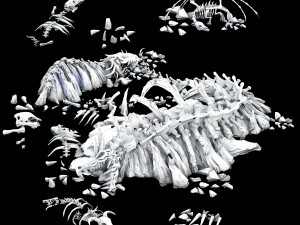 dragon fortress-dragon bone 3D Модель