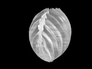 seaside-shell 302 3D Model