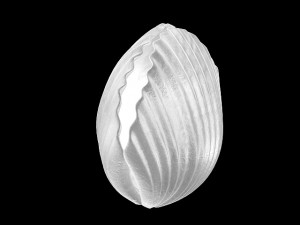 seaside-shell 305 Modelo 3D