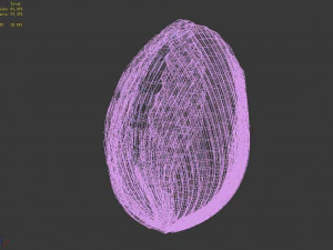 seaside-shell 305 3D Model